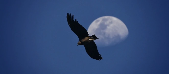 condor andino y luna desde el mirador de los condores