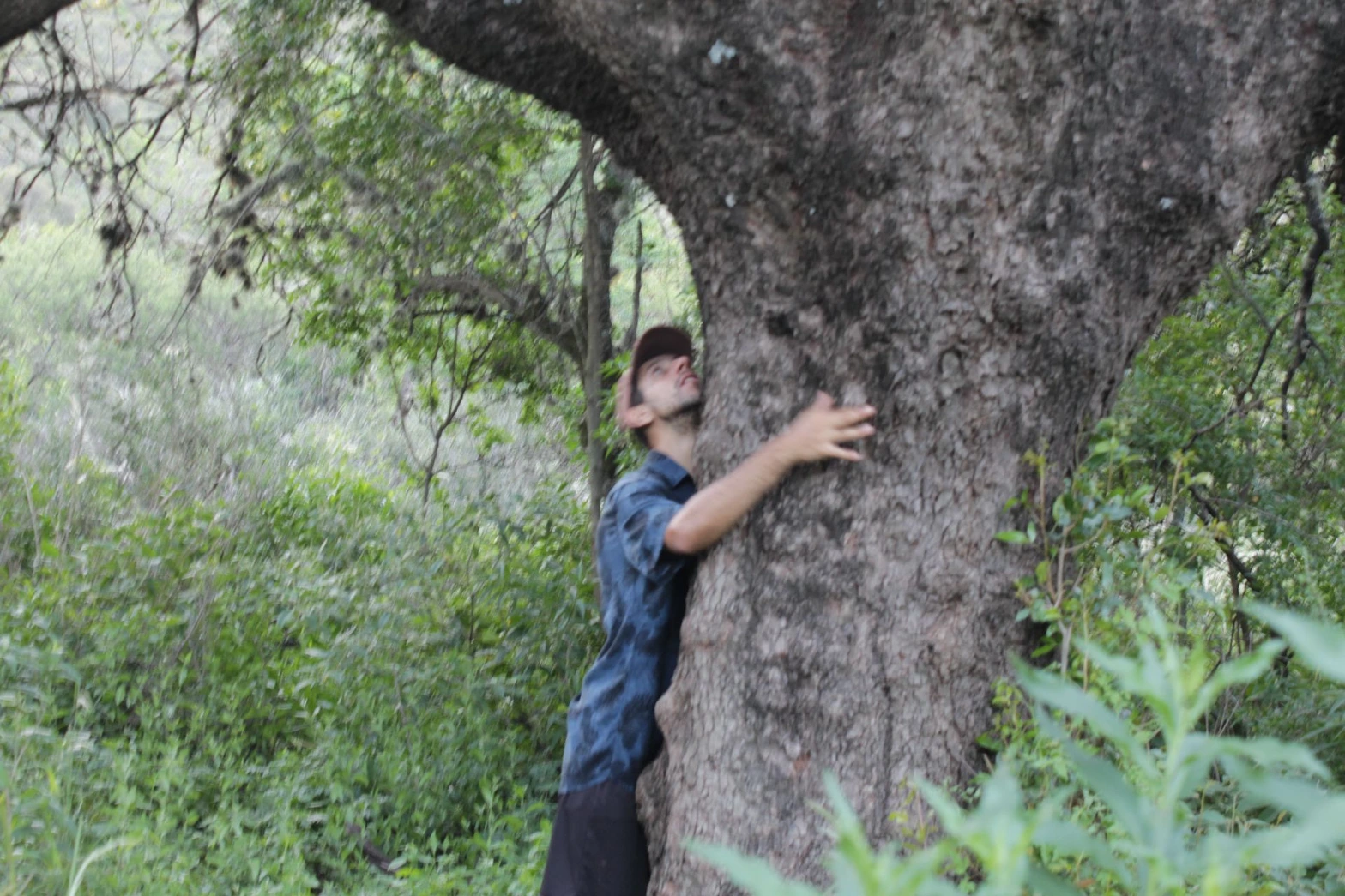ARBOL CENTENARIO- NUCLEO DE LA RESERVA